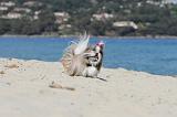 SHIH TZU 080